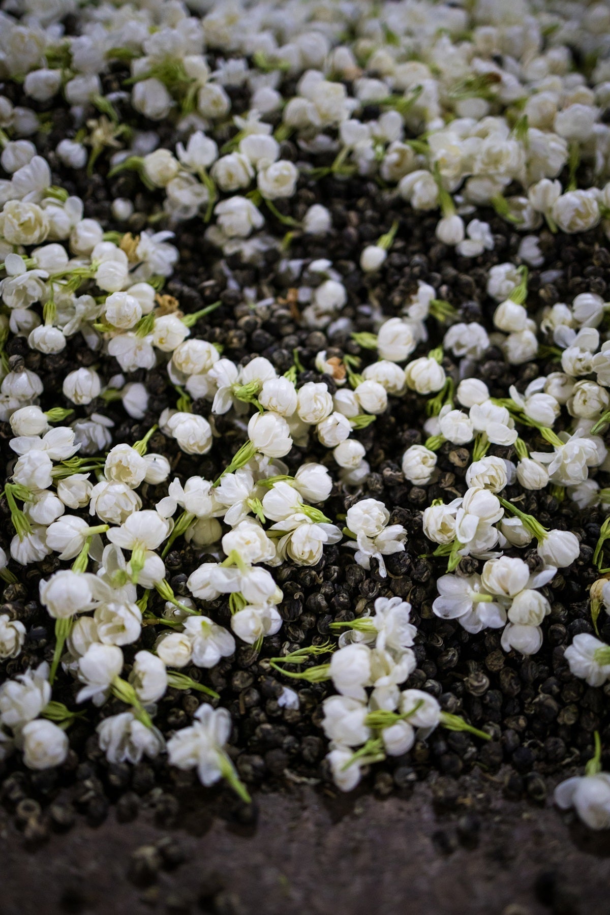 Tea Garden Image 6
